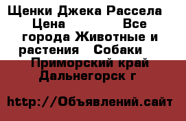 Щенки Джека Рассела › Цена ­ 10 000 - Все города Животные и растения » Собаки   . Приморский край,Дальнегорск г.